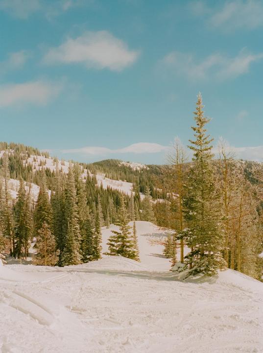 Amongst the trees [Minolta X-700, 50mm f1.4, Portra 400]