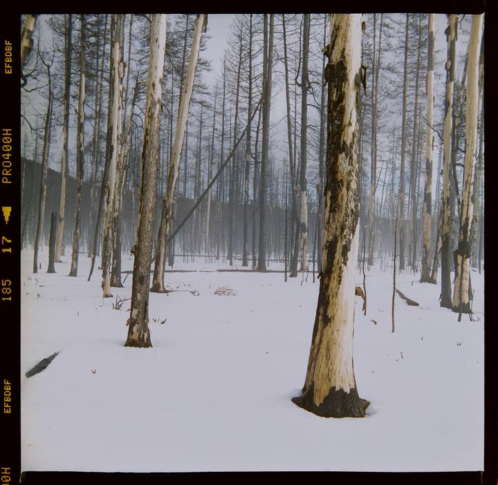 A snow-covered forest features numerous bare trees, some with light bark and others dark, under a hazy sky.