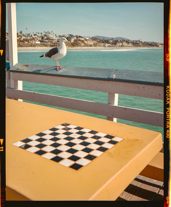 Your Move, Bird · Mamiya 7ii 80MM · Kodak Portra 400