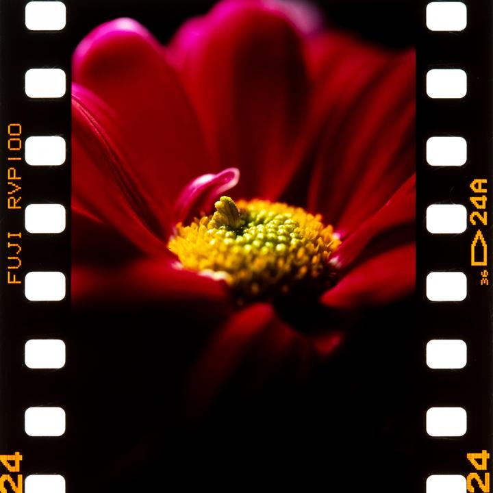 Velvia 100 / Canon 1n / 100mm macro/ Adox E6 kit / Ago film proccesor