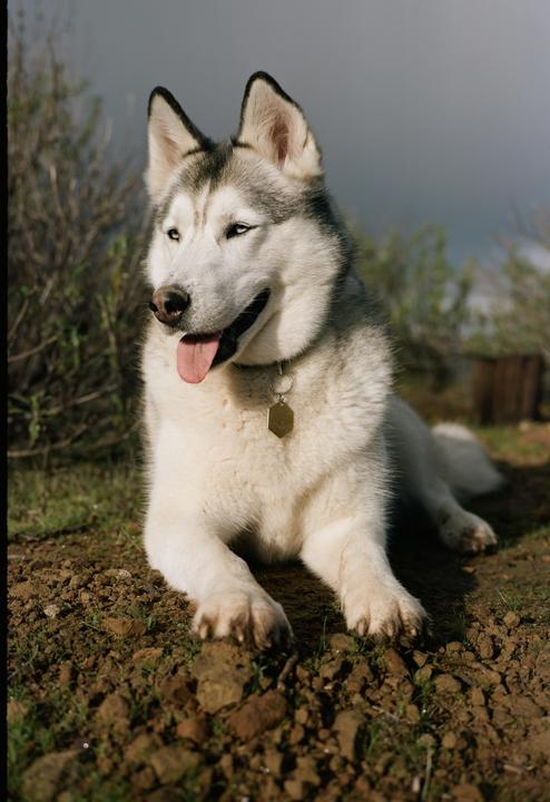 I don’t have a cat so I waste my first frames, on a new camera purchase, with photos of my husky. GW690ii Portra 160