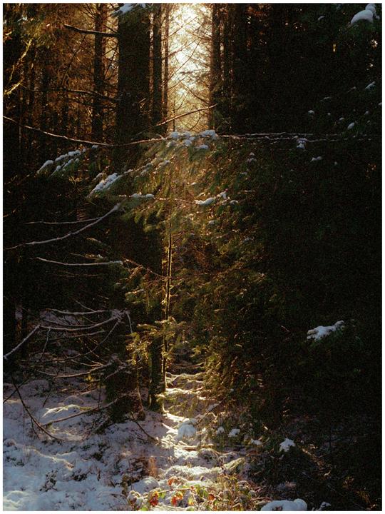 Dyfnant Forest | Nikon FM | Fuji Eterna 250D