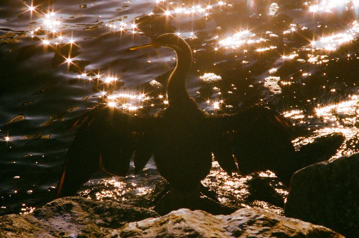 Australasian Darter [Minolta SRT100b | Rokkor MD 70-200mm f4.5 | Portra 400]