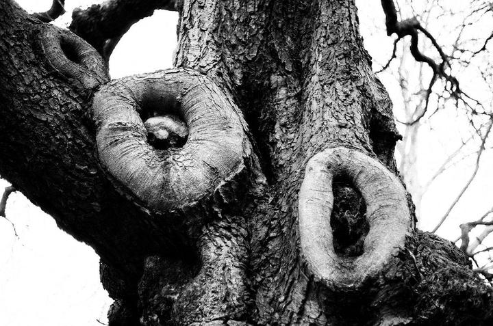 Ilford Pan F 50