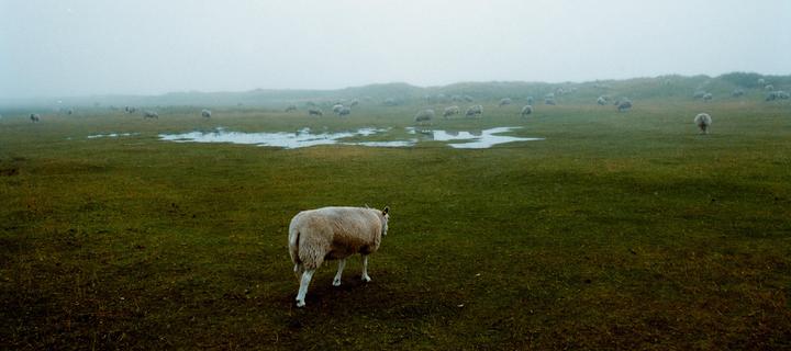 A flock of sheep graze in a misty, grassy field with puddles.