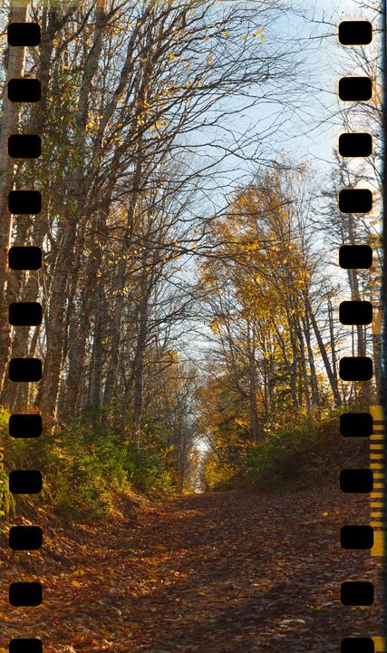 Autumn Vibes