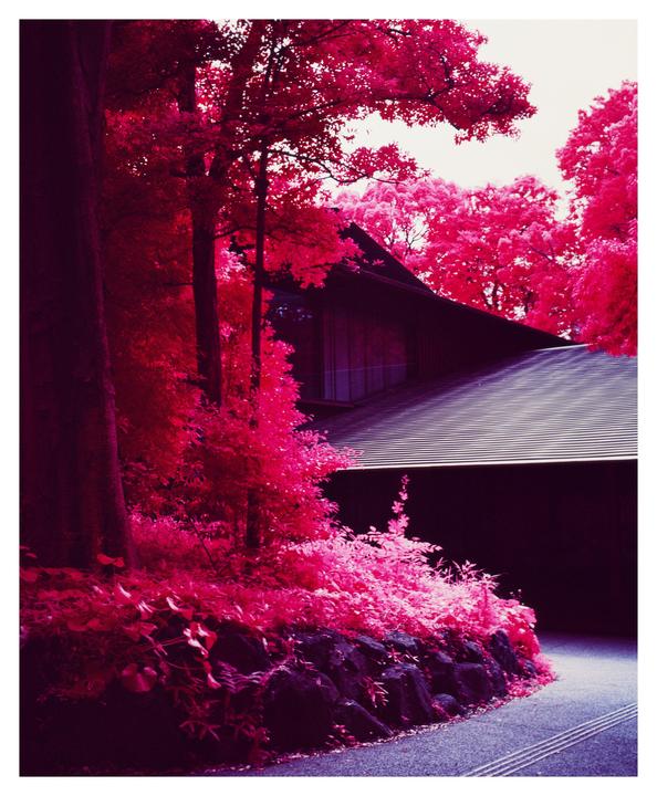 Seeing Red - Kyoto & Tokyo - Mamiya 7ii, 80mm, Aerochrome