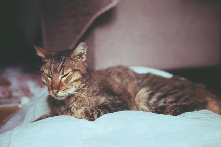 My recently passed away angel, Leo, in his deathbed with his iconic look. [Canon AV-1, Canon FD 50mm f/1.4, Lomography Color 100]