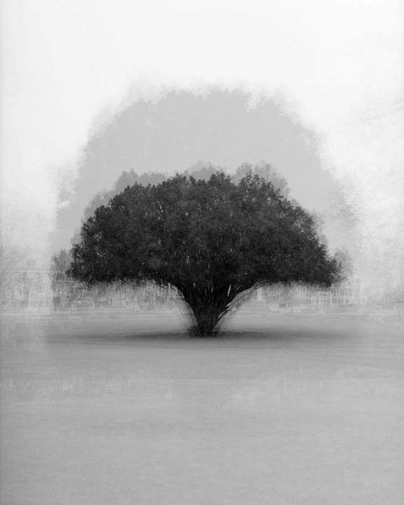 12 exposures on 1 negative (tree) / 10 exposures on 1 negative (lamp) | Pentax 645 | T-Max 100 | 35mm SMC Pentax 645 Lens