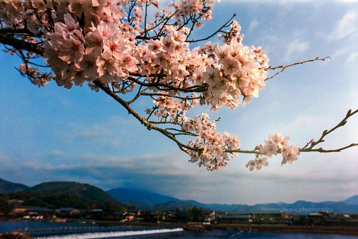 Arashiyama, Kyoto, Japan: Nikon FE, Ai Nikkor 50mm f/1.8S, Kodak Ektar 100