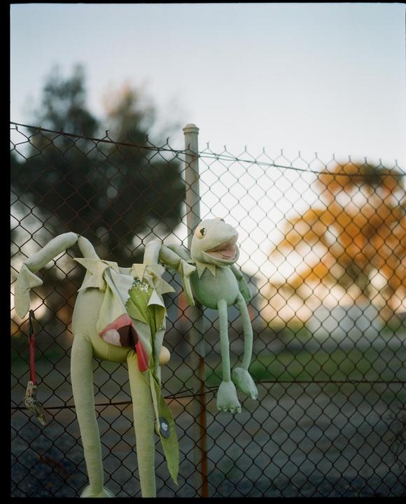 It's not easy being green | Pentax 67 | 105 2.4 | Gold 200