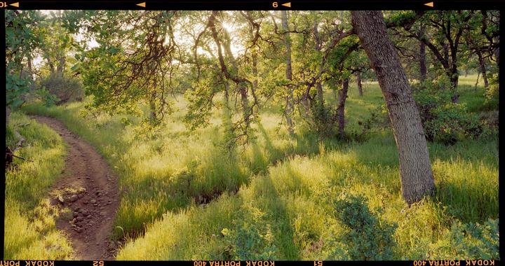 Springtime greens in Northern California [ Toyo 45AII - Cambo 6x12 back - 90mm f/6.8 Grandagon - Portra 400 ]