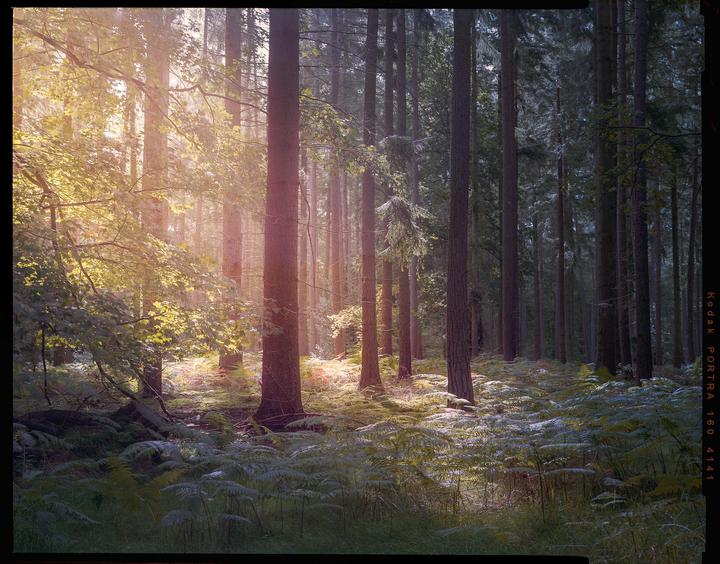 Light, Chamonix 4x5, Portra 160, 210mm 5.6