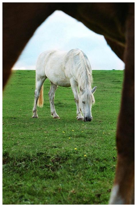 A white horse grazes in a green field, framed by the legs of another horse.