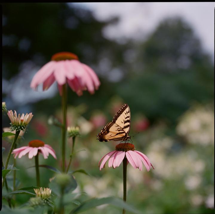 A butterfly rests on a pink coneflower in a garden.