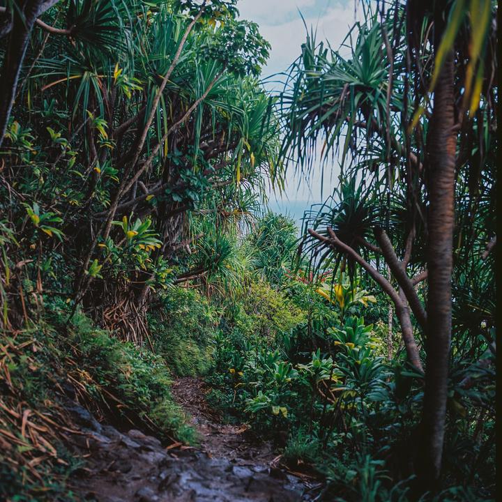 Took a medium format camera hiking in Hawaii | Hasselblad 500cm, Kodak Ektar 100