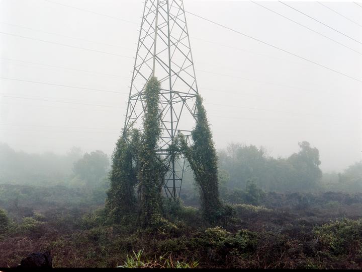 Fog [Mamiya 645 Pro, 50mm f4 Shift, Portra 160]