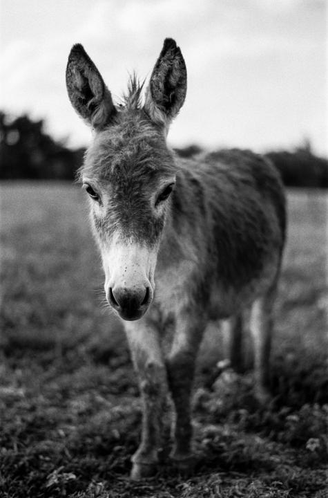 A donkey stands in a field looking directly at the viewer.