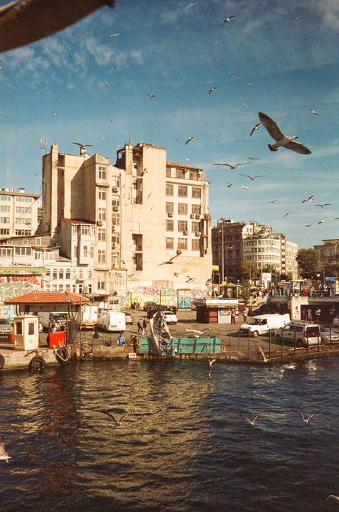 A flock of seagulls flies over a busy waterfront with buildings and vehicles.