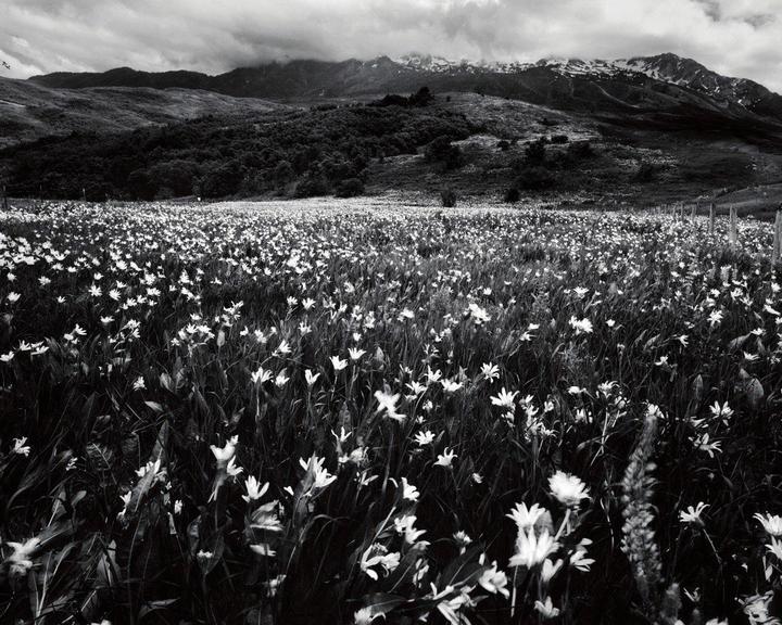 A field of flowers stretches towards mountains under a cloudy sky.