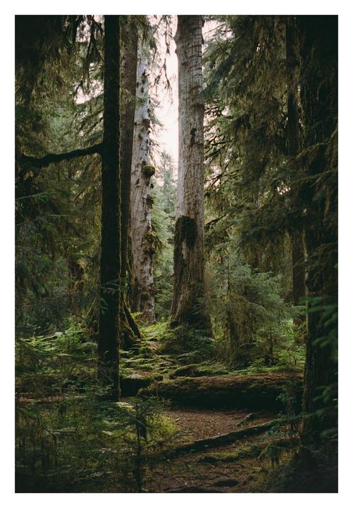 [Nikon F, 35mm f/2 & 50mm f/1.4, various stocks] Olympic National Park