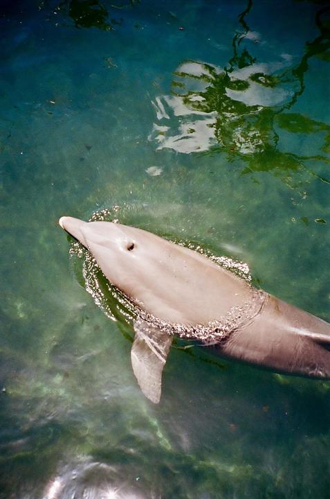 I’m Such A Baby Cause The Dolphins Make Me Cry