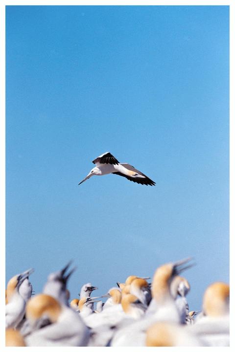 Overhead [Nikon N80 / 80-200mm / Fujicolor C200]