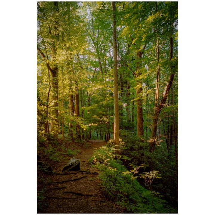 Forest Light | Leica M4 | Portra 800