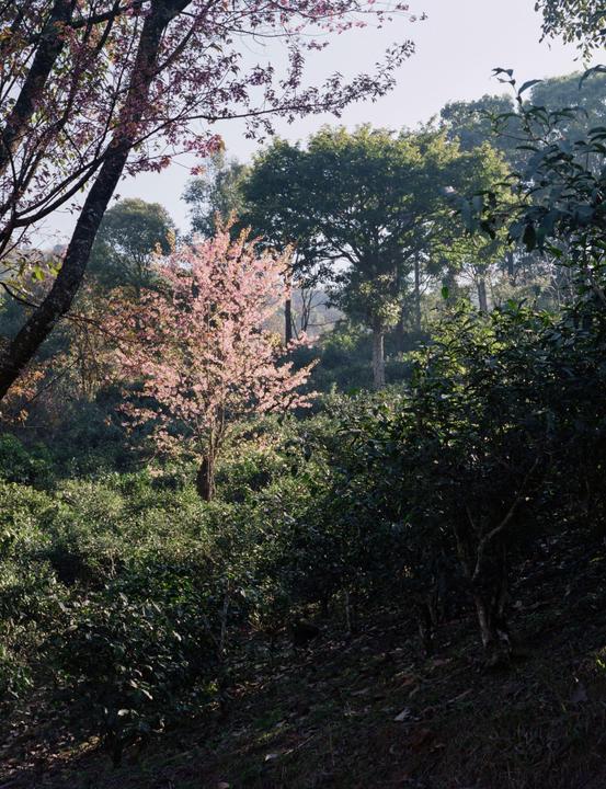 Tea Forrest | Mamiya 465 pro | 80mm f2.8 | Fuji Pro 400h