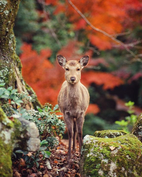 Miyajima Fall [Contax 645, 140mm f/2.8 Sonnar, Provia 400X]