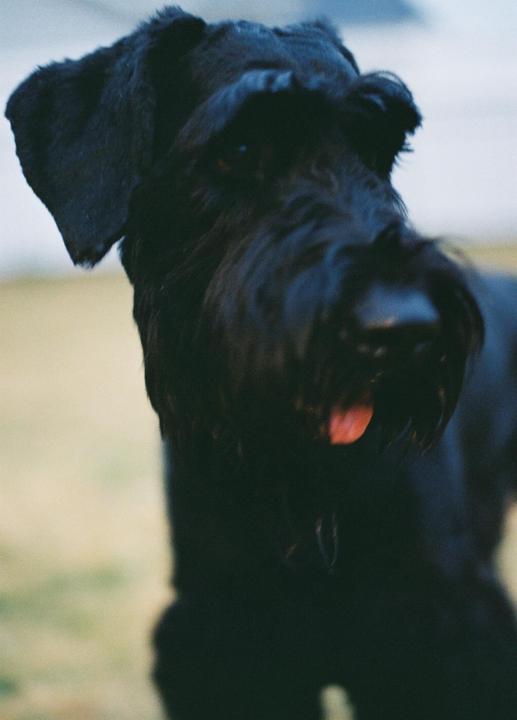 How can I make my all-black dog have more definition?