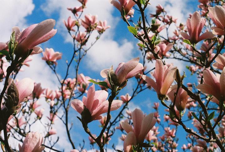 Pink magnolia blossoms are visible against a bright blue sky with white clouds.