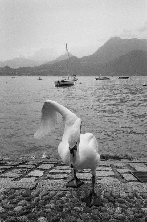 A swan stands on a cobblestone shore with a lake and mountains in the background.