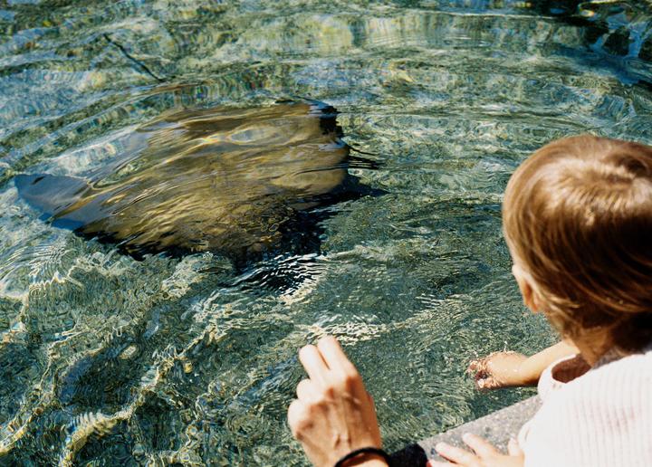 Aquarium of the Pacific | Nikon F100 | 50mm F1.8 | Ultramax 400