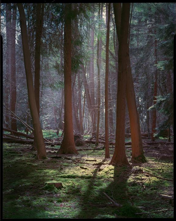 Chamonix 4x5, Caltar 210mm, Reflx labs 100 pro, (Aerocolor)