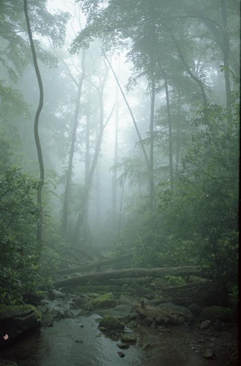 Foggy Appalachian morning (Nikon FM2n, 35mm f2, portra 160)
