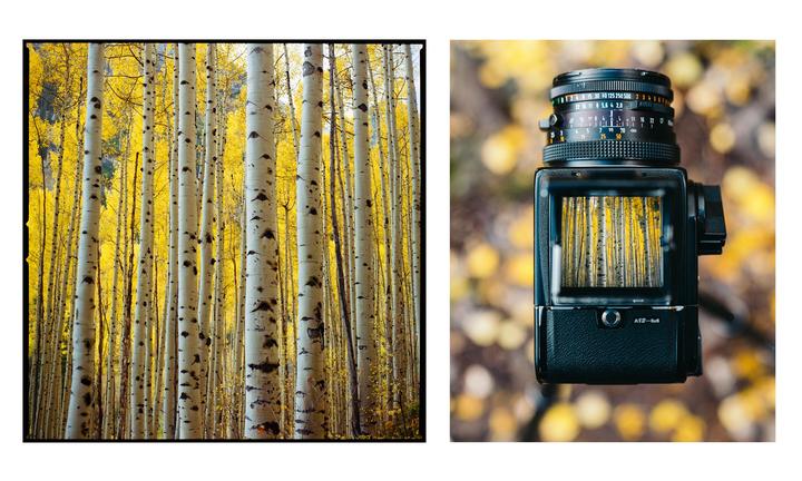 Aspens Diptych [Hasselblad 500CM, 80mm f/2.8, Kodak Gold 200]