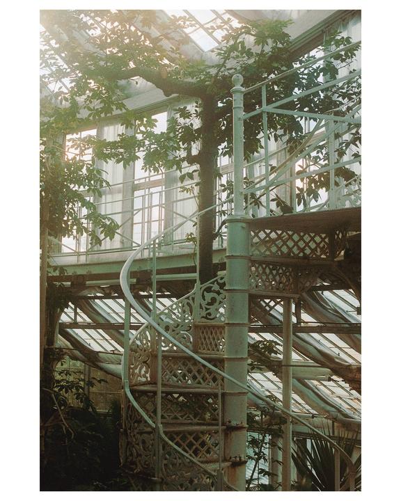 Helical | Nikon FA, 50 mm f1.8, Cinestill 800t @1600, Greenhouse in Copenhagen