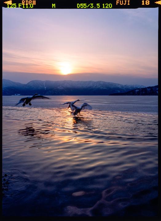 Whooper Swans at Lake Kussharo, Hokkaido [CONTAX 645, Distagon 55/3.5, Provia 100F]