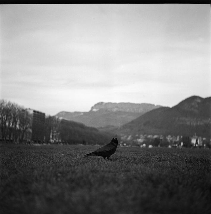 The bird was suspicious. Swipe to see the second picture. I knew it ! (Yashica 635, Fomapan 100)