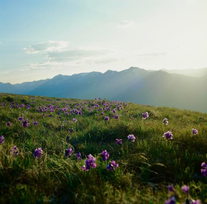 Flowers at 10,000' (500CM, Ektachrome)