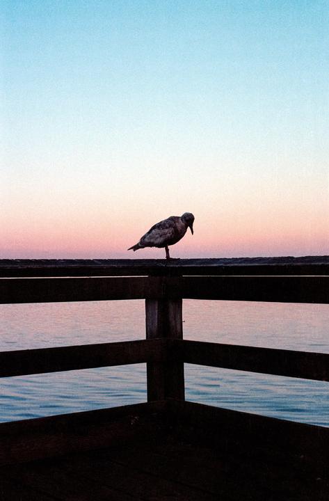 Pier Bird | Nikon F3 / 50mm 1.4 | Portra 160