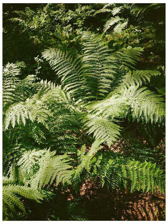 [ Nikon L35AD, Colorplus 200]