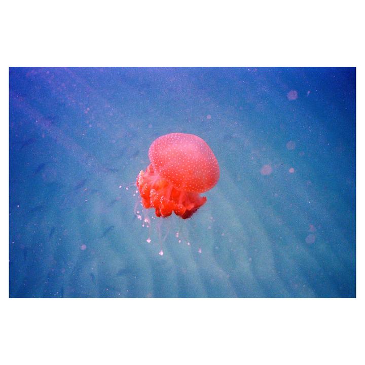 Jellyfish - Nikonos V • UW Nikkor 28mm • Portra 400