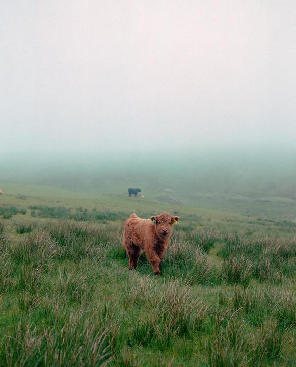Baby Highland Cow - Mamiya 7 | 80mm | Fuji Pro400H