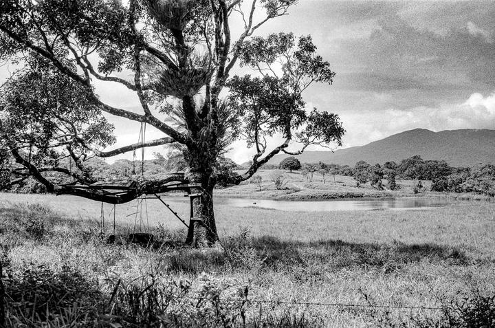 A large tree with a platform and swings built into its branches stands in a grassy field next to a body of water, with mountains in the distance.