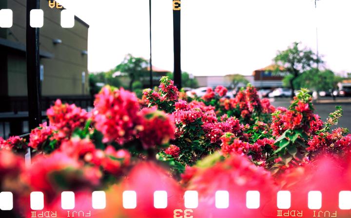 Favorite film sprocket treatment (Provia 100f)