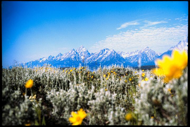 Flowers of Teton [Olympus OM-2n, Zuiko 50mm f/1.4, Kodak Ektachrome E100]