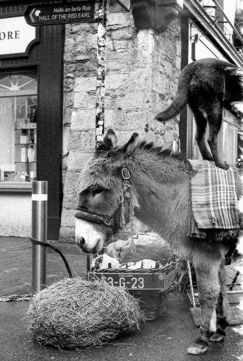 A donkey with a plaid blanket on its back stands on a street next to a bale of hay, with a dog on a ledge in the background.
