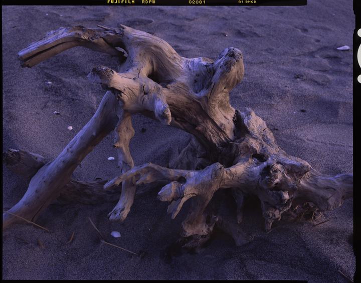 4x5 Provia • Driftwood • Crown Graphic • Fujinon W 210mm